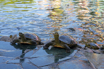 Fototapeta premium Two turtles came ashore from the water