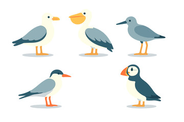Colorful collection of various seabirds: puffin, pelican, seagull, and tern standing on white background