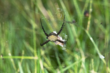 Fotografiandola por la espalda a esta Araña tejedora de esfera negra y amarilla "Argiope trifasciata"
