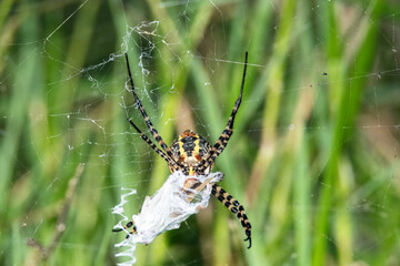 Araña tejedora de esfera negra y amarilla "Argiope trifasciata" con su presa lista para comer