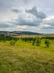 Naklejka premium Panoramic view of pine forest on hillside with mountains in the distance under cloudy sky natural daylight