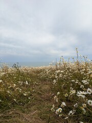 A serene view of daisies by the ocean under a cloudy sky, capturing nature's calm beauty.