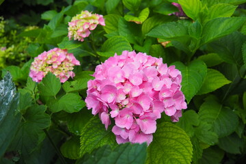 Hydrangea hortensia is a genus of flowering plants native to Asia and the Americas. Hydrangeas are popular ornamental plants, grown for their large flowerheads. Large pink flowers in the garden