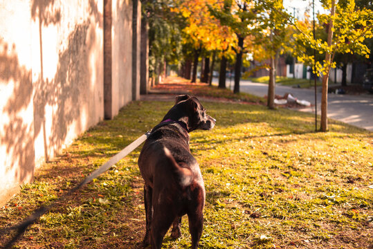 Perro negro paseando con correa en paisaje oto&ntilde;al
