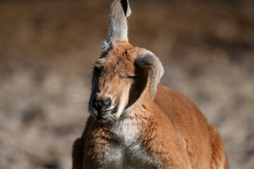 Serene Red Kangaroo Basking in the Sun