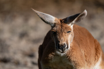 Characterful Red Kangaroo Portrait with a Floppy Ear