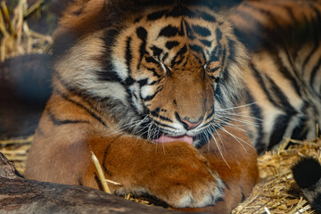 Intimate Tiger Portrait: A Moment of Self-Care