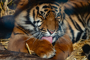 Naklejka premium Intimate Tiger Portrait: A Moment of Self-Care