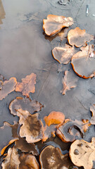 Red oak leaves in muddy puddle — autumn beauty, natural decay and seasonal texture for design, eco projects and emotional content.