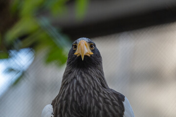 Intense Steller's Sea Eagle Portrait Staring at Camera