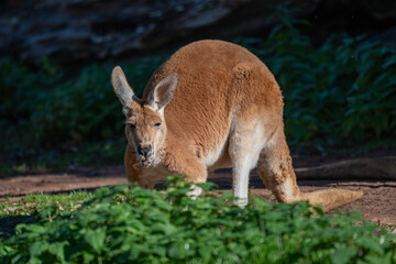 Fototapeta premium Alert Kangaroo in a Sunbeam