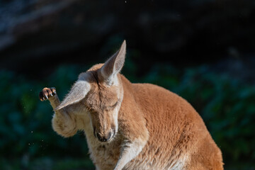 Zen Kangaroo: A Serene Portrait with a Raised Paw