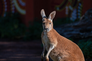 Sun-kissed Kangaroo: A Portrait in Serenity