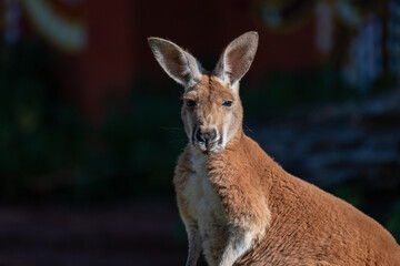 Sun-kissed Kangaroo: A Portrait in Serenity