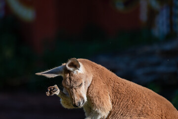 Contemplative Kangaroo: A Serene Portrait with Bowed Head
