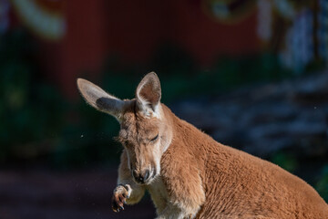 Contemplative Kangaroo: A Serene Portrait with Bowed Head