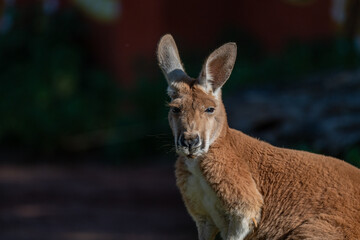 Intense Kangaroo Portrait: A Sun-kissed Close-up