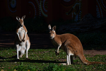 Two Australian Kangaroos in Sunlight with Aboriginal Art Background