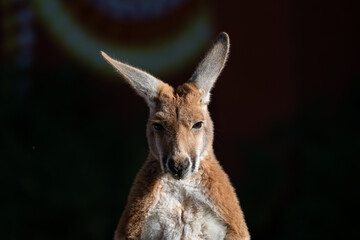 Close-up of an Alert Kangaroo Face in Sunlight