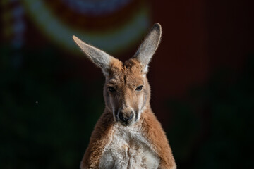 Sunlit Kangaroo with Rim Lighting Against Dark Background