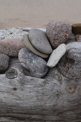tree on the beach with rocks