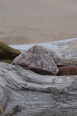 tree on the beach with rocks