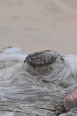 A typical bump on a log.