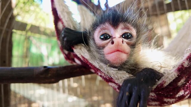 Baby spider monkey swinging in fabric hammock at rescue center
