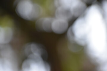 blurred bokeh background of a green meadow