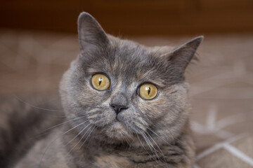 Portrait of a British Shorthair cat indoors.