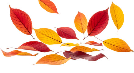 Falling autumn leaves isolated on transparent background