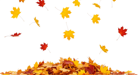 Falling autumn leaves isolated on transparent background with a pile of leaves