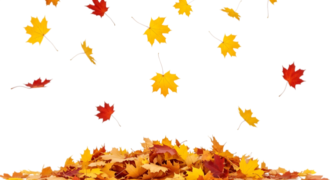Falling autumn leaves isolated on transparent background with a pile of leaves
