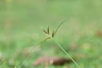 Rhynchospora trispicata grass. It is a species of sedge in the genus Rhynchospora. This species is found in the tropical Americas and is a perennial plant that grows in wet, tropical habitats. 
