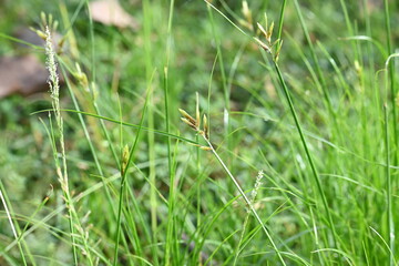 Rhynchospora trispicata grass. It is a species of sedge in the genus Rhynchospora. This species is found in the tropical Americas and is a perennial plant that grows in wet, tropical habitats. 
