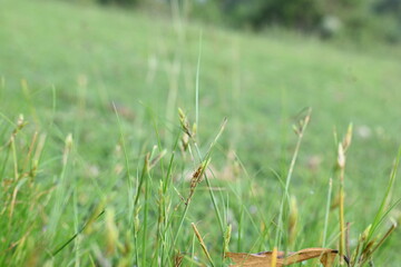 Rhynchospora trispicata grass. It is a species of sedge in the genus Rhynchospora. This species is found in the tropical Americas and is a perennial plant that grows in wet, tropical habitats. 

