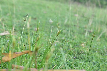 Rhynchospora trispicata grass. It is a species of sedge in the genus Rhynchospora. This species is found in the tropical Americas and is a perennial plant that grows in wet, tropical habitats. 
