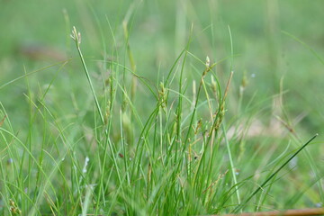 Rhynchospora trispicata grass. It is a species of sedge in the genus Rhynchospora. This species is found in the tropical Americas and is a perennial plant that grows in wet, tropical habitats. 
