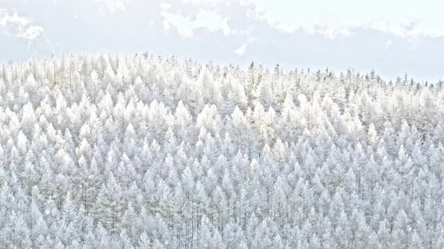 冬の高原　粉雪　吹雪