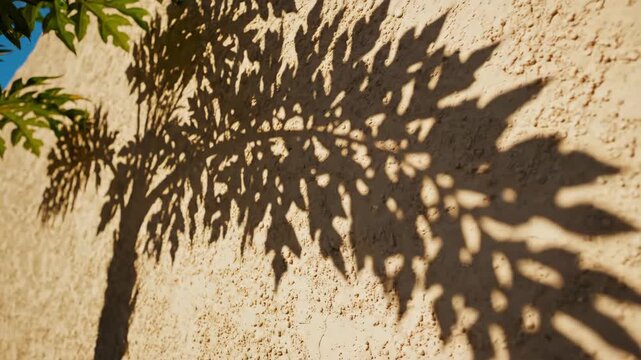 Tree Shadow on Textured Wall - A tree's shadow is cast on a textured, tan-colored wall. The light from the sun creates contrast, enhancing the texture of the wall.
