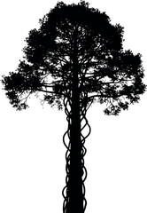 Silhouette of a tall slender tree with a dense canopy and vines wrapped around its trunk.
