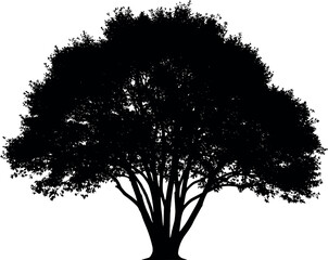 Silhouette of a large deciduous tree with a full canopy.