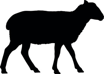 Silhouette of a sheep walking across a white background in black.