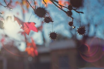 close-up de hojas y semillas de arce en oto&ntilde;o
