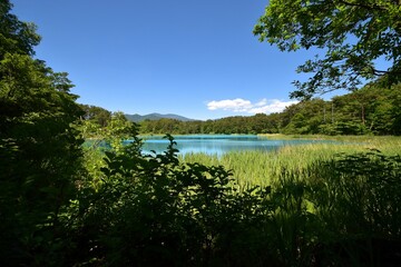 Idyllic summer landscape of Goshikinuma Ponds in Urabandai, Fukushima, Japan, featuring the vibrant turquoise blue water of a volcanic lake, framed by lush green reeds and forest against a clear blue 