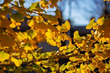 Close-up de hojas amarillas en otoño a contraluz