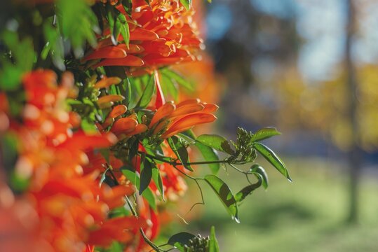 enredadera de flores color naranja que florece en invierno