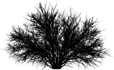 Detailed black silhouette of a dense leafless shrub.
