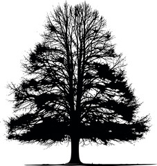 Striking silhouette of a leafless tree showcasing its intricate branch structure.