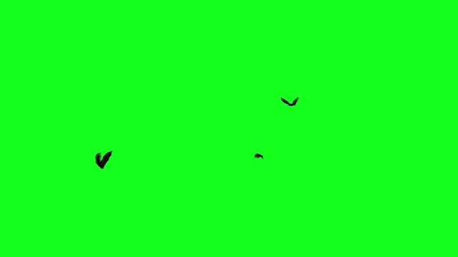 Flock of flying bats on a green screen. 3D animation of flying vampire bats circling chaotically. Seamless loop. Halloween elements